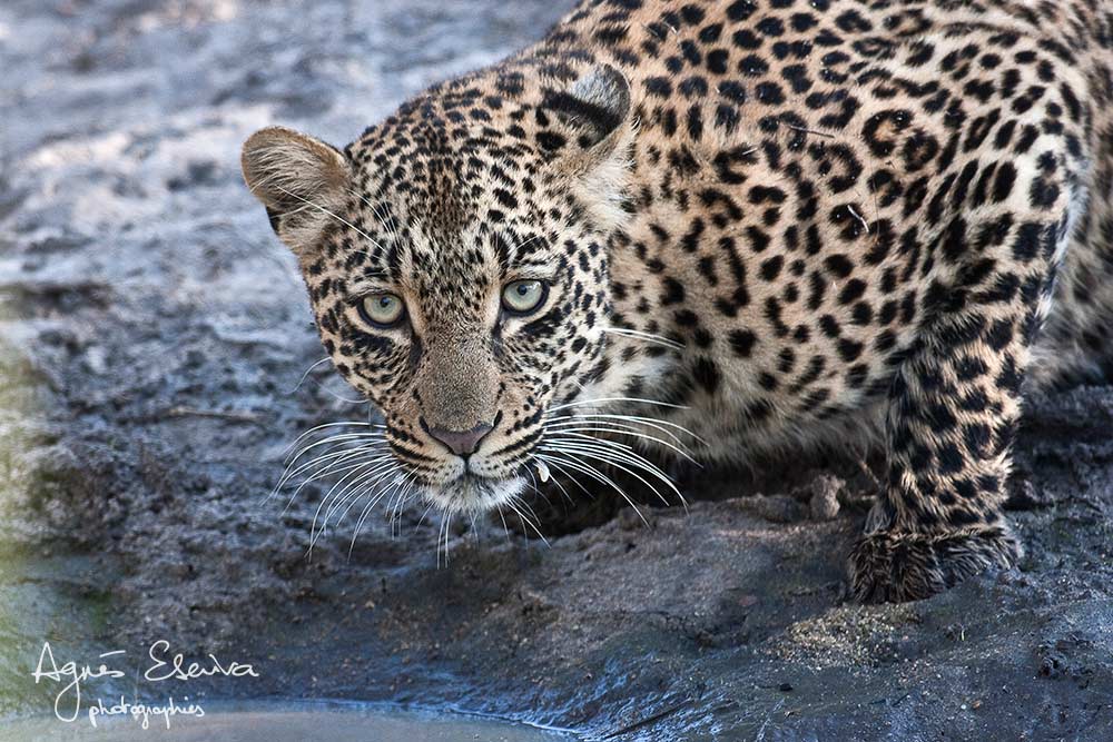 Thandi, femelle léopard - Sabi Sand