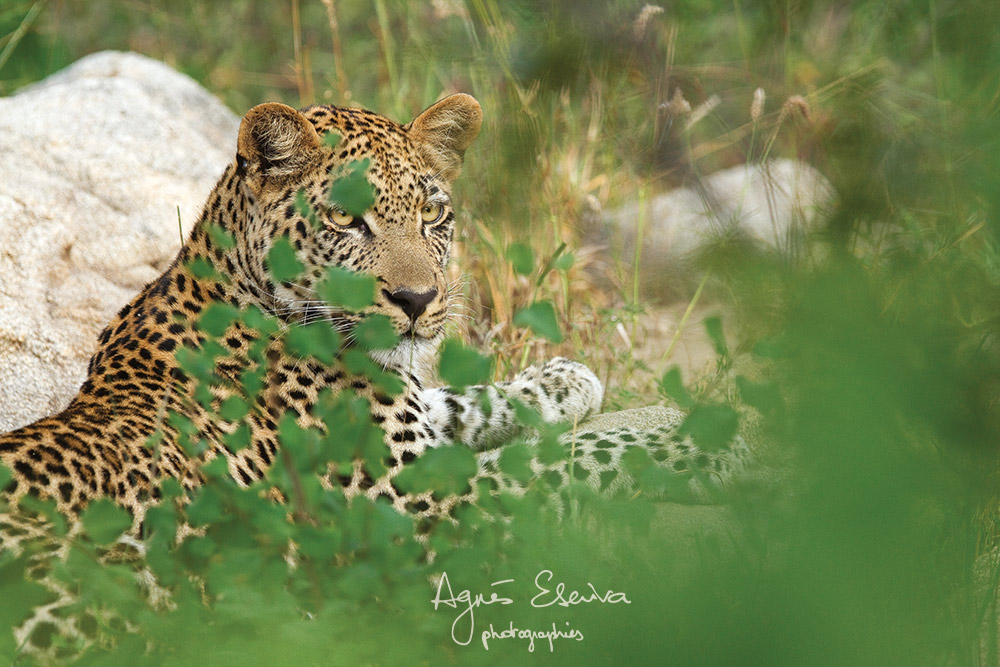 Jeune mâle léopard -Timbavati
