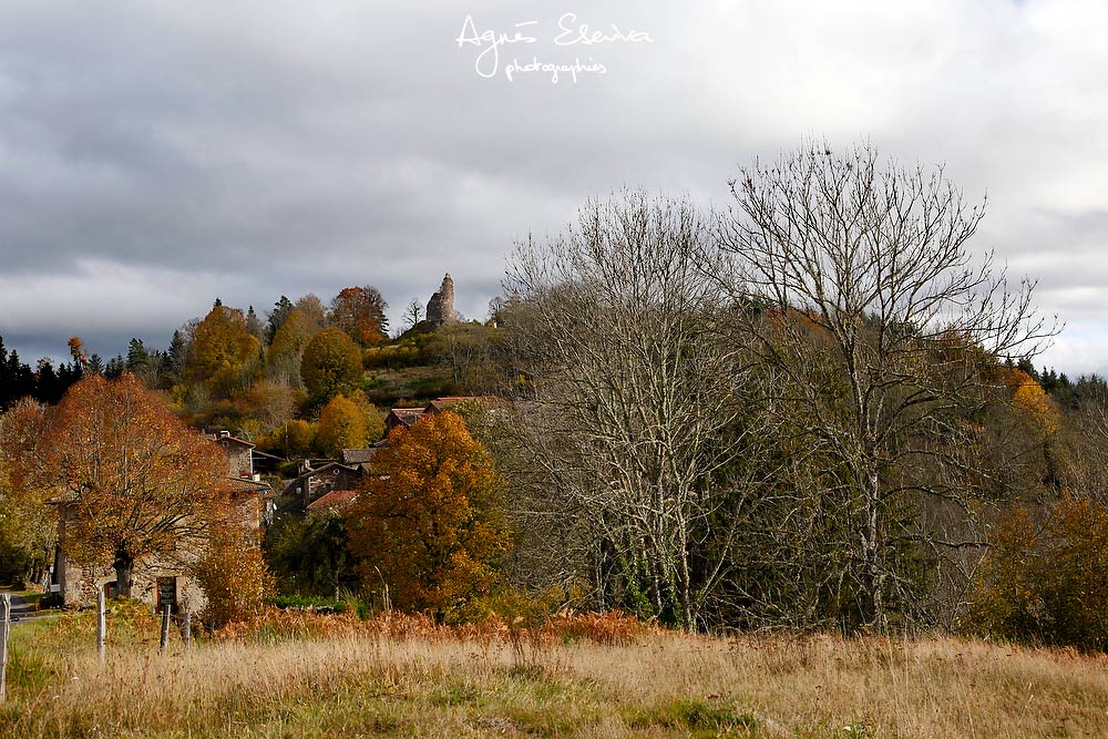 Clavelier en automne - Puy de Dôme