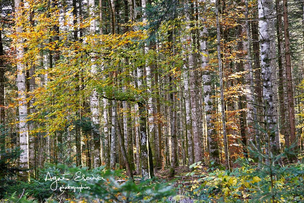 Les bois denses du Livradois, Puy de Dôme/Haute Loire