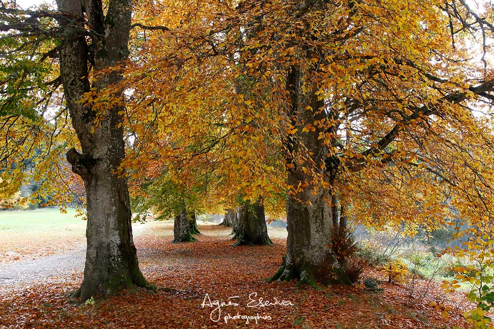 Hêtraie en automne - Auvergne